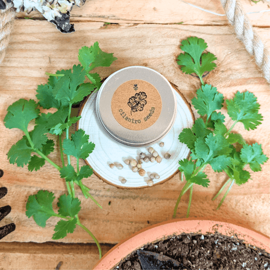 Organic cilantro seeds tin on plate with loose seeds and cilantro plants nearby