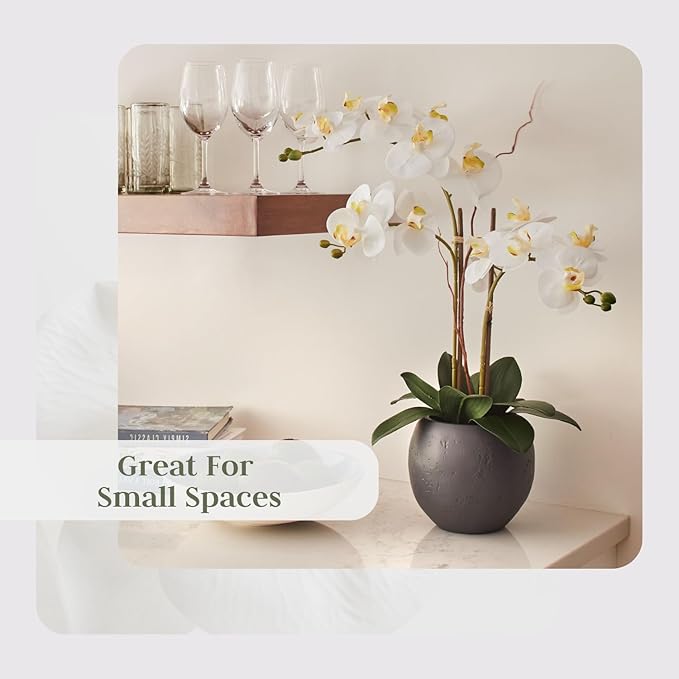 Faux white orchid double-stem with flowers and green leaves in gray pot, upright