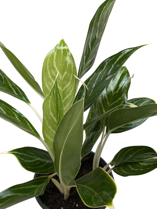 Chinese Evergreen Snow Cap | Low-Light Silver Foliage Plant | House Plant Shop