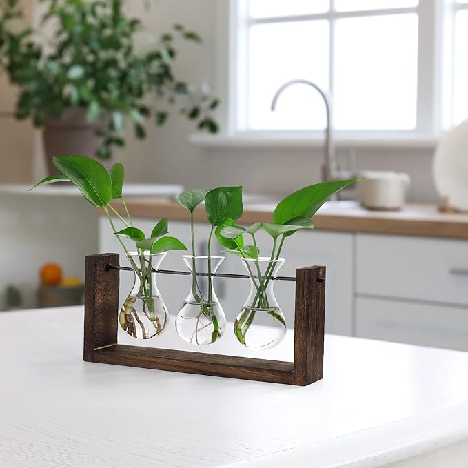 Plant propagation station with brown wood frame and three glass bulb vases on table