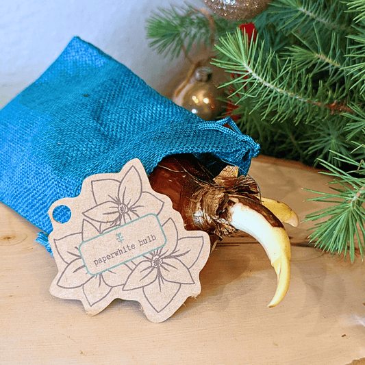 Blue pouch holding a Paperwhite bulb, with kraft tag and protective foil over bulb