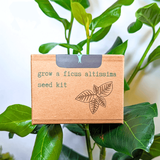 Ficus altissima seed kit box in kraft brown with front label and leaf graphic