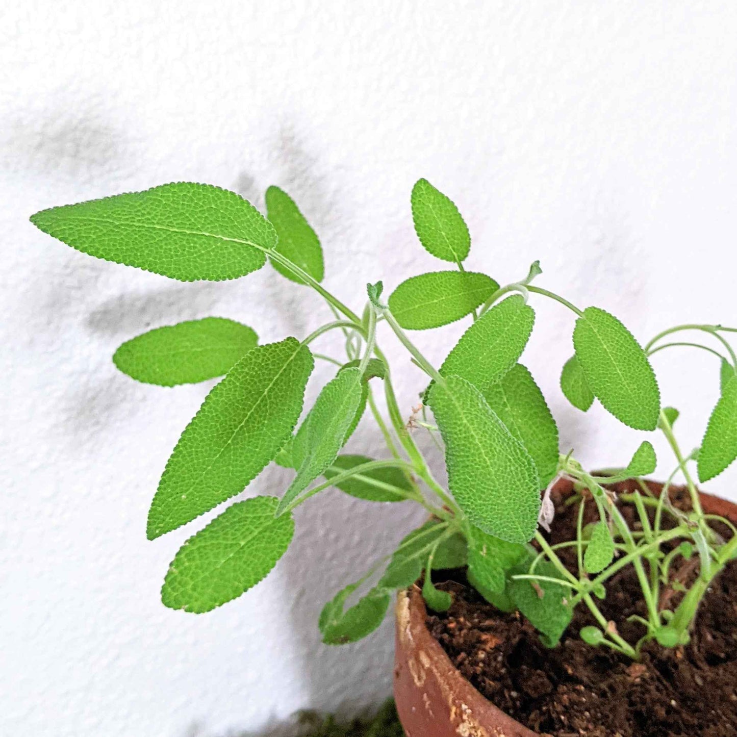 Sage plant with green leaves and stems in a small pot