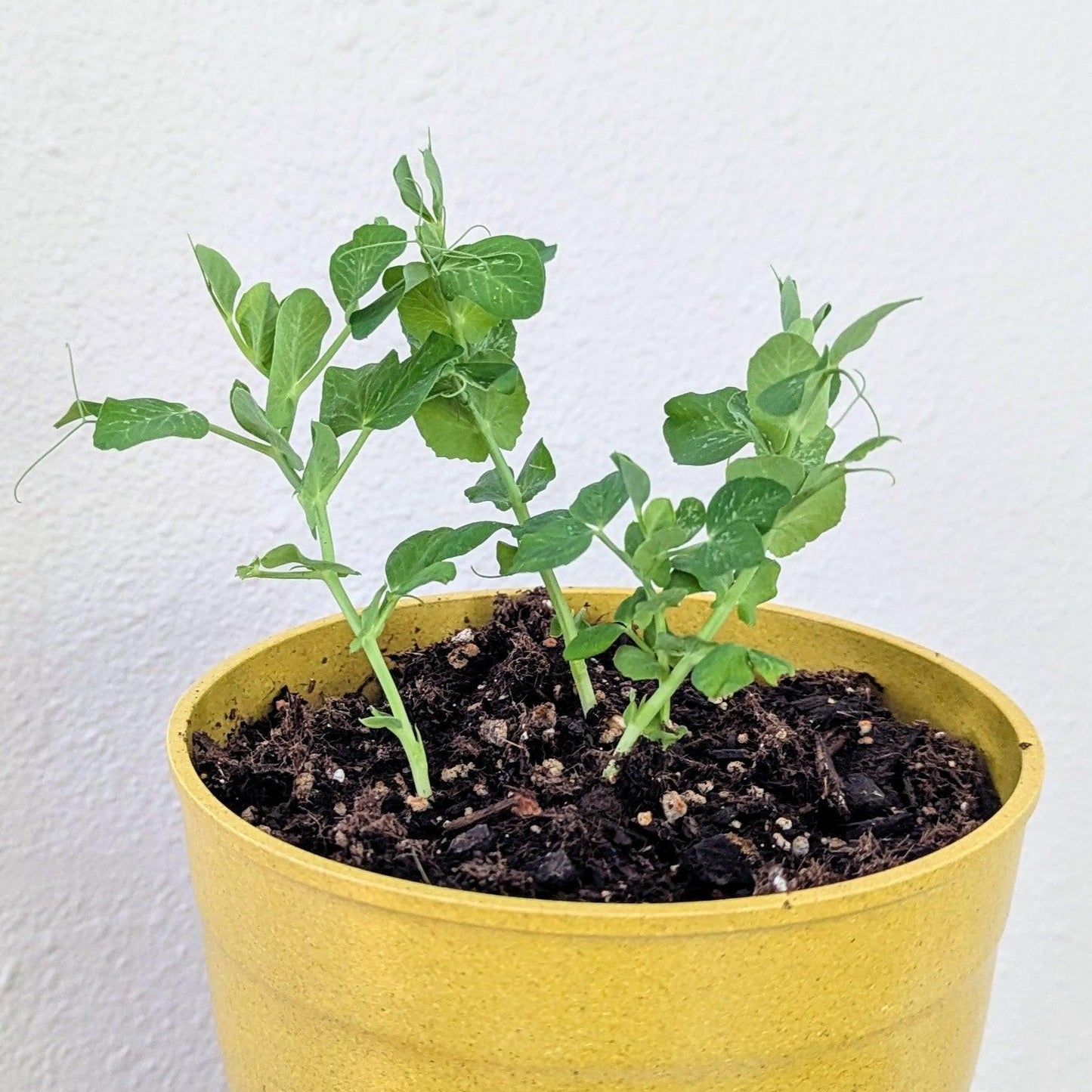 Sugar snap pea seedlings in a yellow pot with dark soil