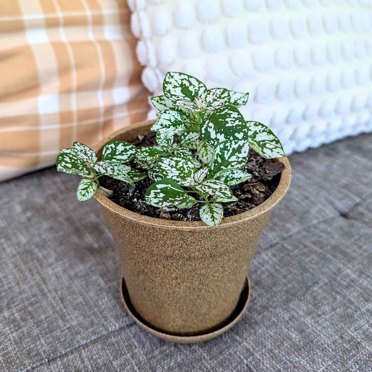 Hypoestes 'Polka Dot Plant' small plant with white-speckled green leaves