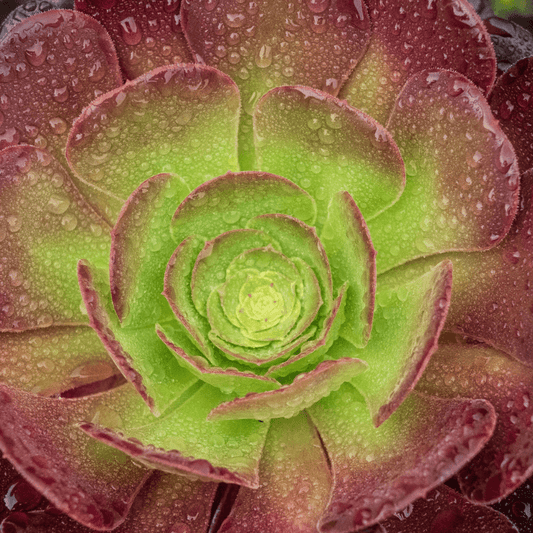 Aeonium succulent rosette with green center and deep burgundy outer leaves