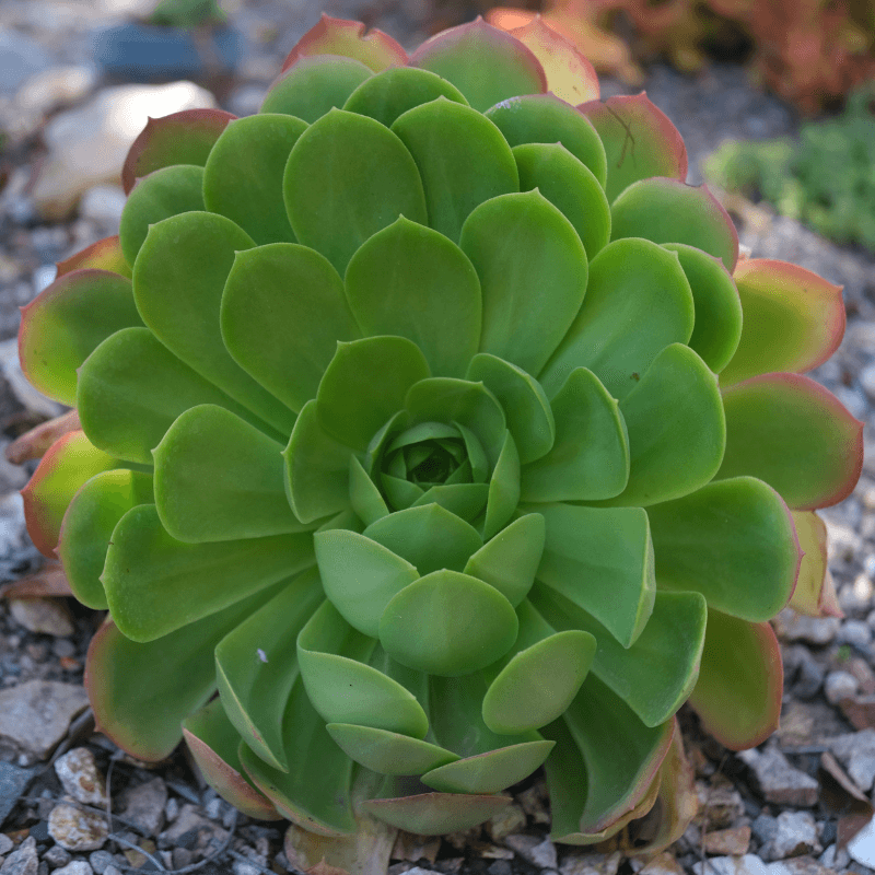 Aeonium Seed Mix