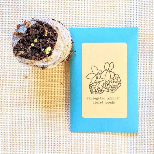 Variegated African Violet Seeds packet with seedling pot