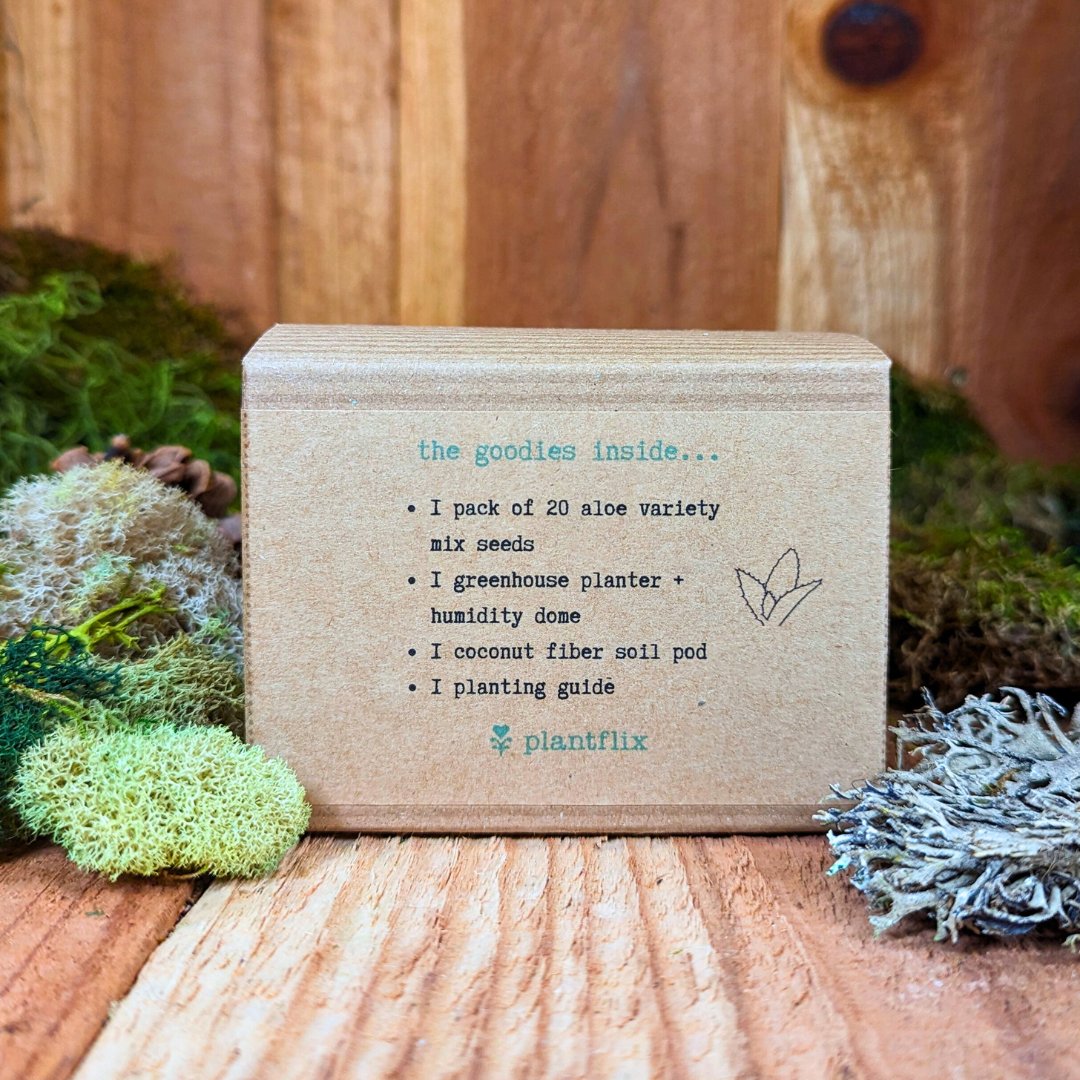 Grow an Aloe Plant Seed Kit