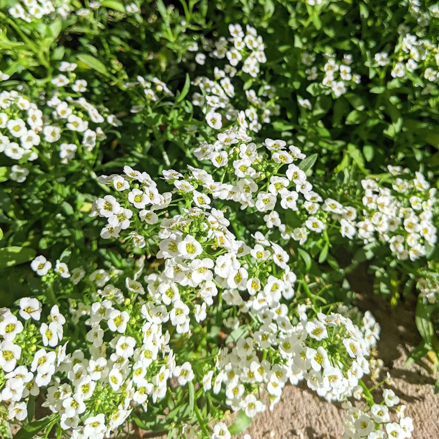 Alyssum Seeds