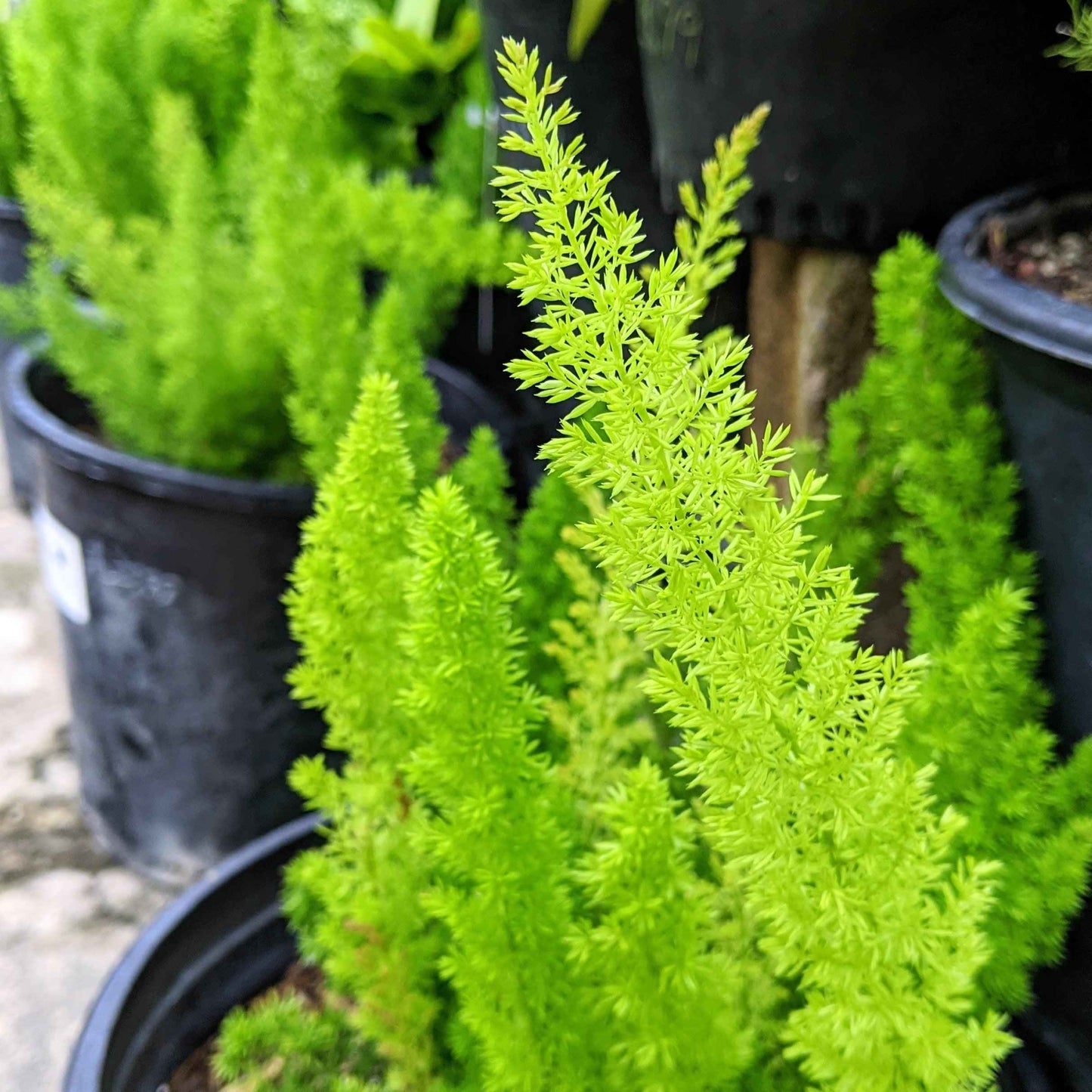 Asparagus Meyeri 'Foxtail Fern' Seeds