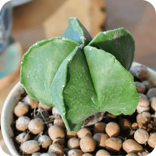 Green Astrophytum star cactus seedling in pot with small stones