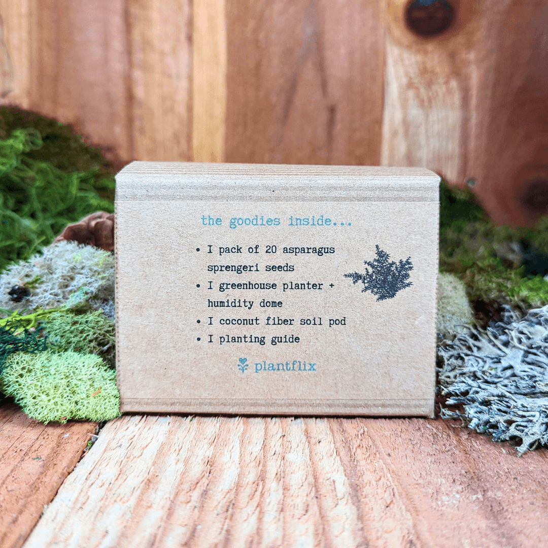 Asparagus fern seed kit box back showing items list with fern tree graphic