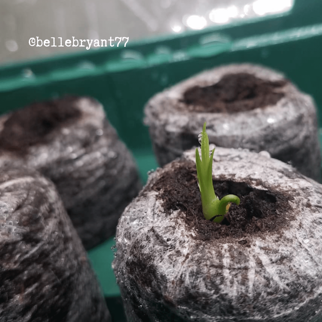 Beaucarnea Recurvata 'Ponytail Palm' Seeds