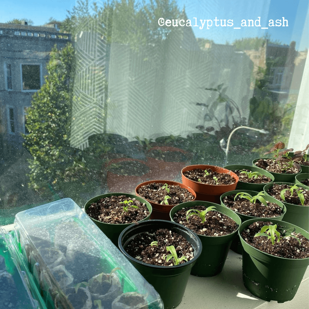 Mehrere Chlorophytum-Setzlinge in Anzuchttrays auf einer Fensterbank