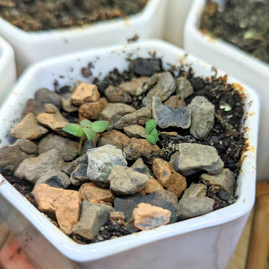 Crassula Mix Seeds Keimlinge in Anzuchtschale mit Steinsubstrat