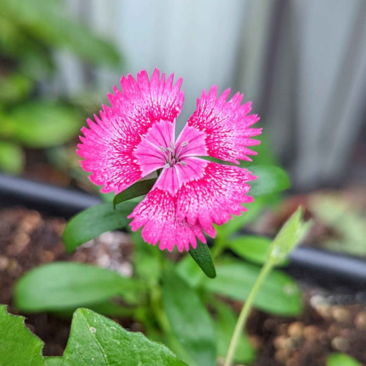Pink and white dianthus flower with serrated petals and green leaves