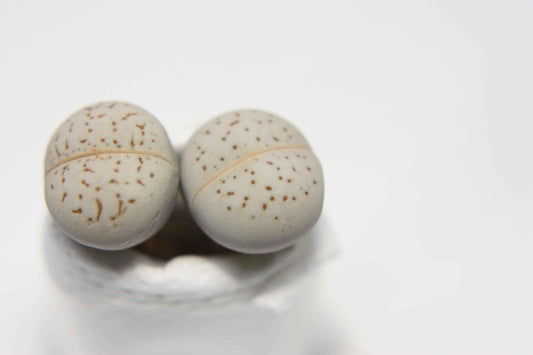 Dinteranthus seed mix seed balls, two speckled light gray capsules