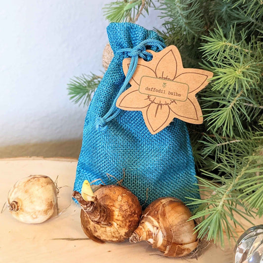 Plantflix mini daffodil bulbs: 3 brown bulbs in blue drawstring pouch