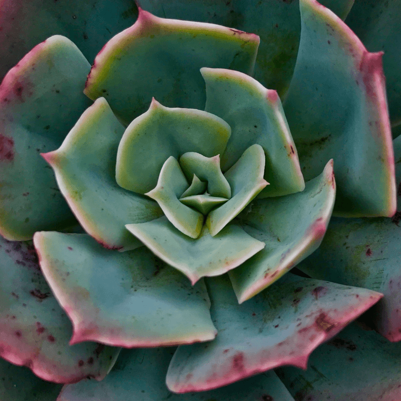 Green Echeveria rosette with pink-red leaf edges