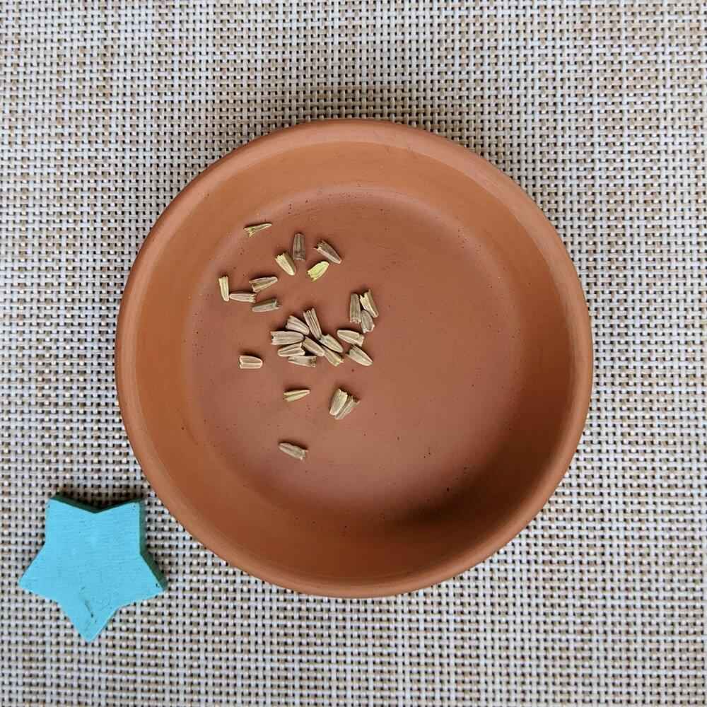 Echinacea seeds in a round container with small off-white seed pieces