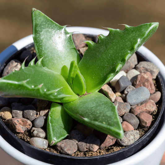 Faucaria tiger-jaws succulent in pot, green speckled leaves