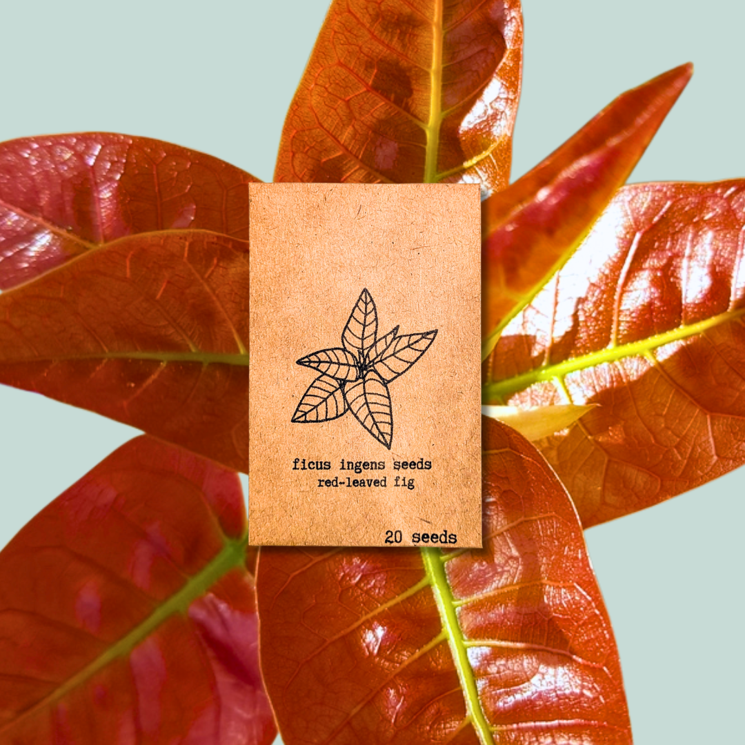 Ficus 'Fig Tree' Seeds