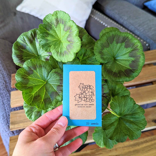 Geranium mix seeds packet held in hand with broad green geranium leaves