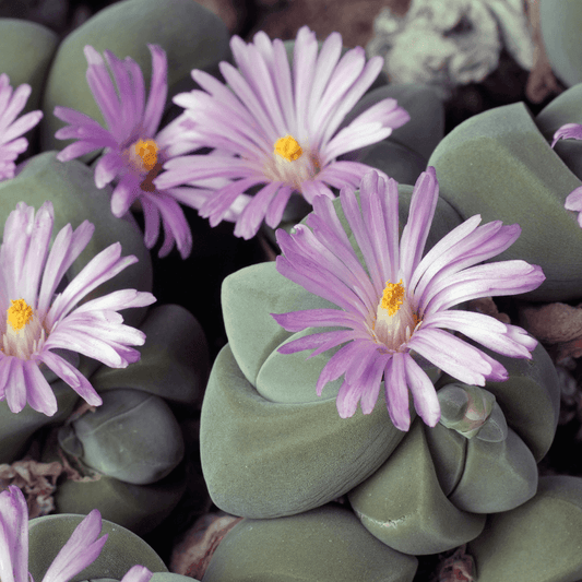 Succulent seed mix flowers on green rosette succulents with purple petals