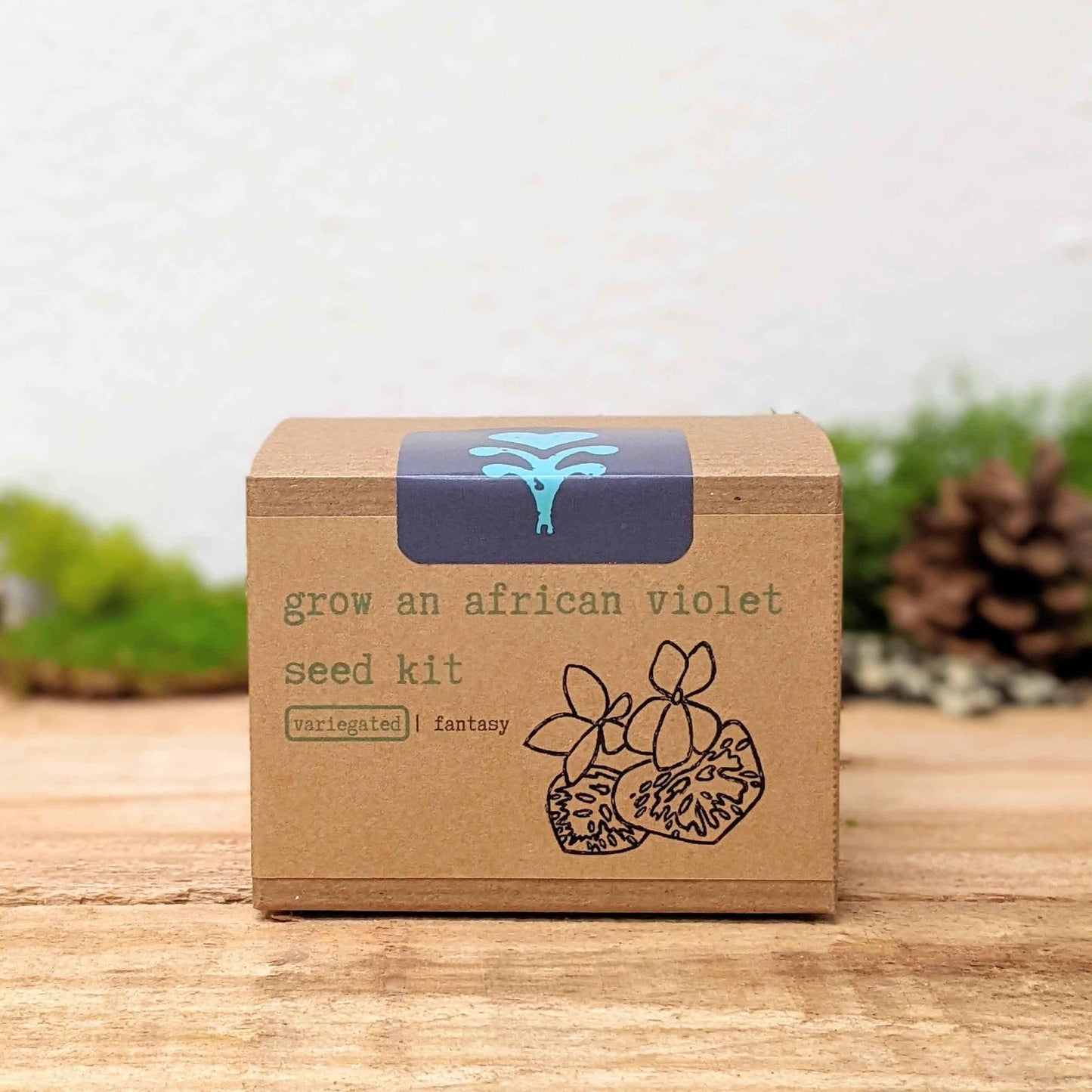 Grow an African Violet seed kit box with variegated | fantasy type label