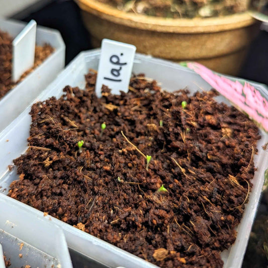 Seed mix tray with dark soil and small green sprouts, Lapidaria tag on rim
