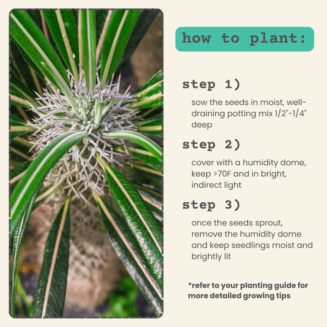 How to plant: sow seeds, cover with dome, keep moist and bright light