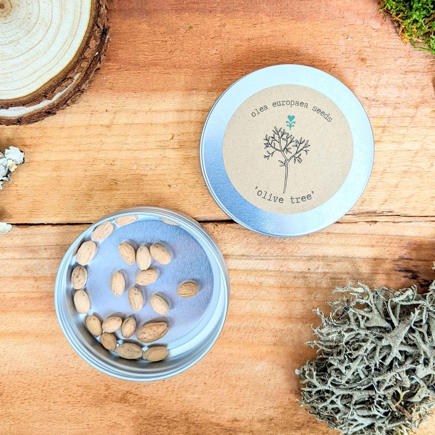 Olive tree seeds tin with seeds in an open cup