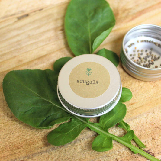Arugula seed tin with loose seeds, fresh green arugula leaves on wood