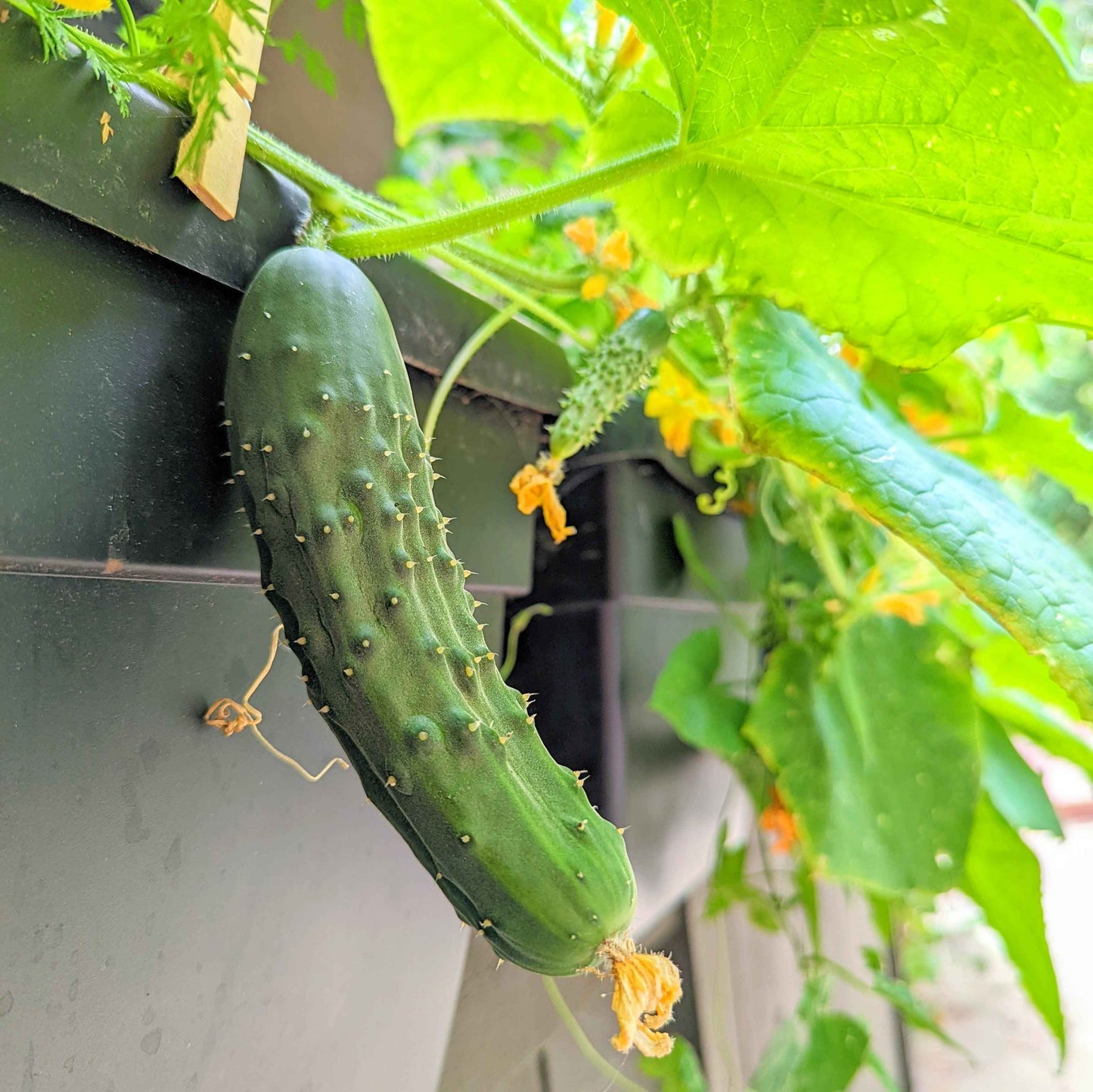 Organic Cucumber Seeds