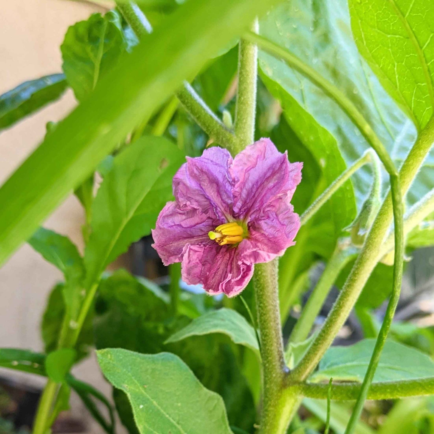 Organic Eggplant Seeds