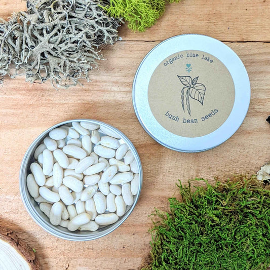 Organic bush bean seed tin with illustrated label beside a bowl of white bean seeds