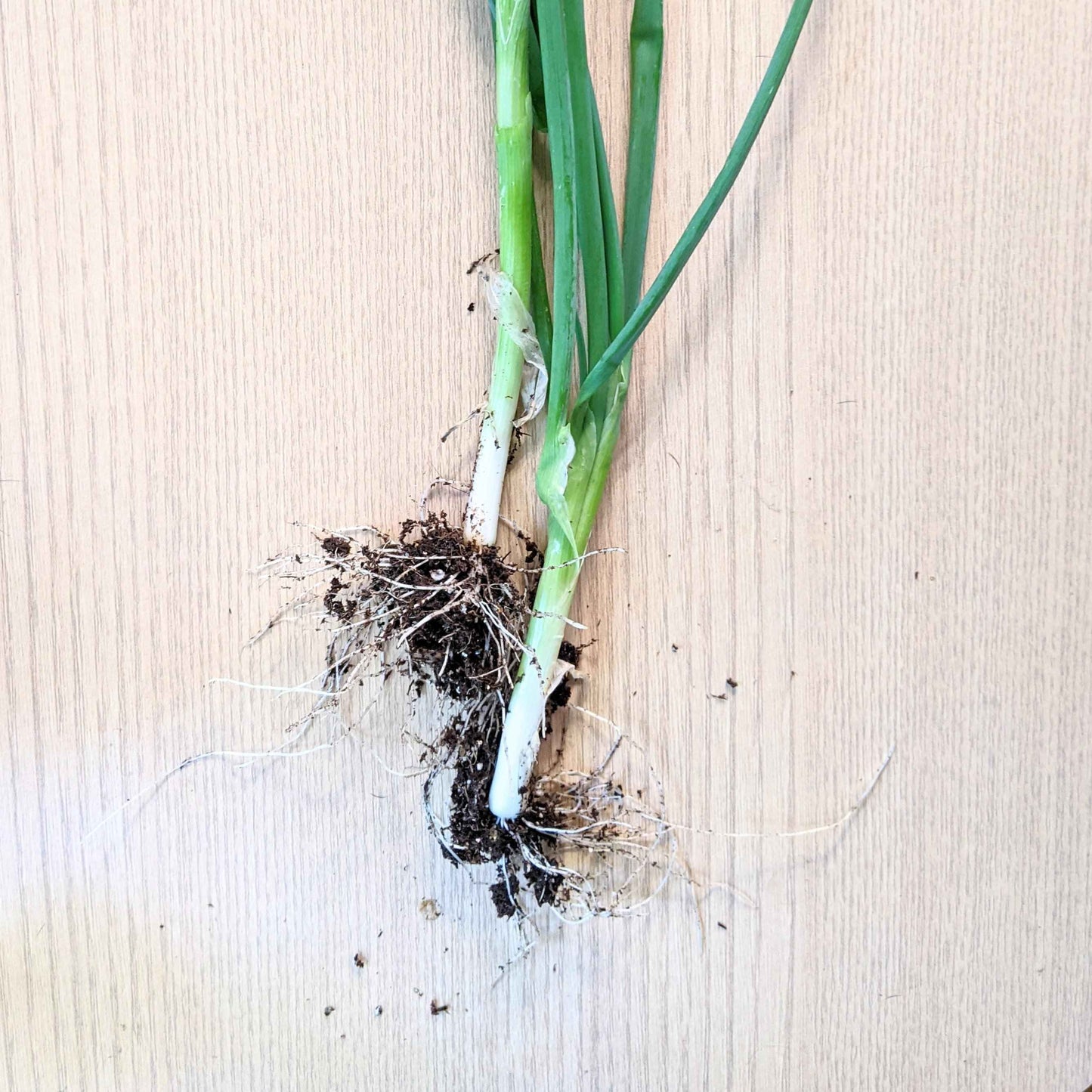 Organic Green Onion Seeds