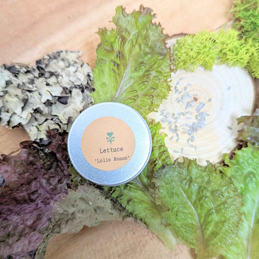 Lettuce seed tin with Lollo Rosso label beside green and red lettuce leaves