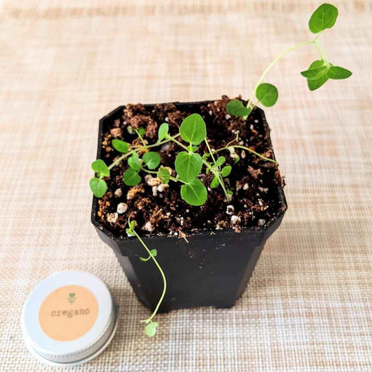 Oregano seedlings in a small pot beside an oregano seed tin