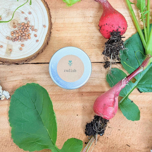 Organic radish seeds tin on wood with radish roots and seed grains
