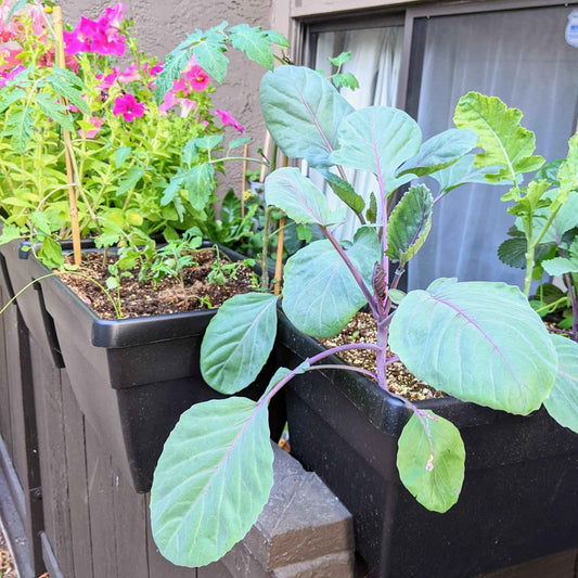 Red cabbage seedlings in planters, light leaves with purple stems