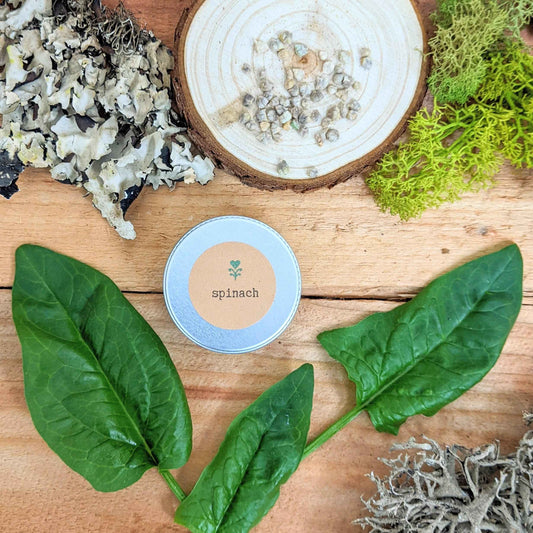 Spinach seeds tin with scattered seeds and green spinach leaves on wood