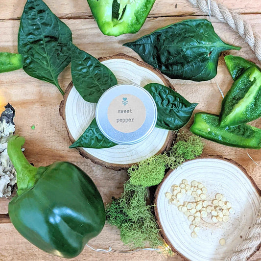 Sweet pepper seed tin with green pepper pods, leaves, and small seed pieces