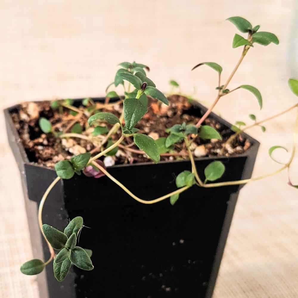 Young thyme seedlings in a black planting pot, small green leaves