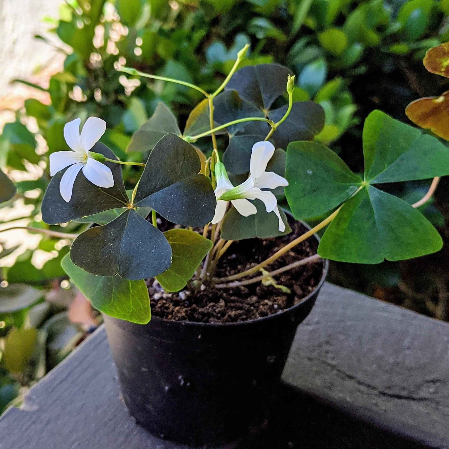 Oxalis clover leaves with dark foliage and small white flowers on stems