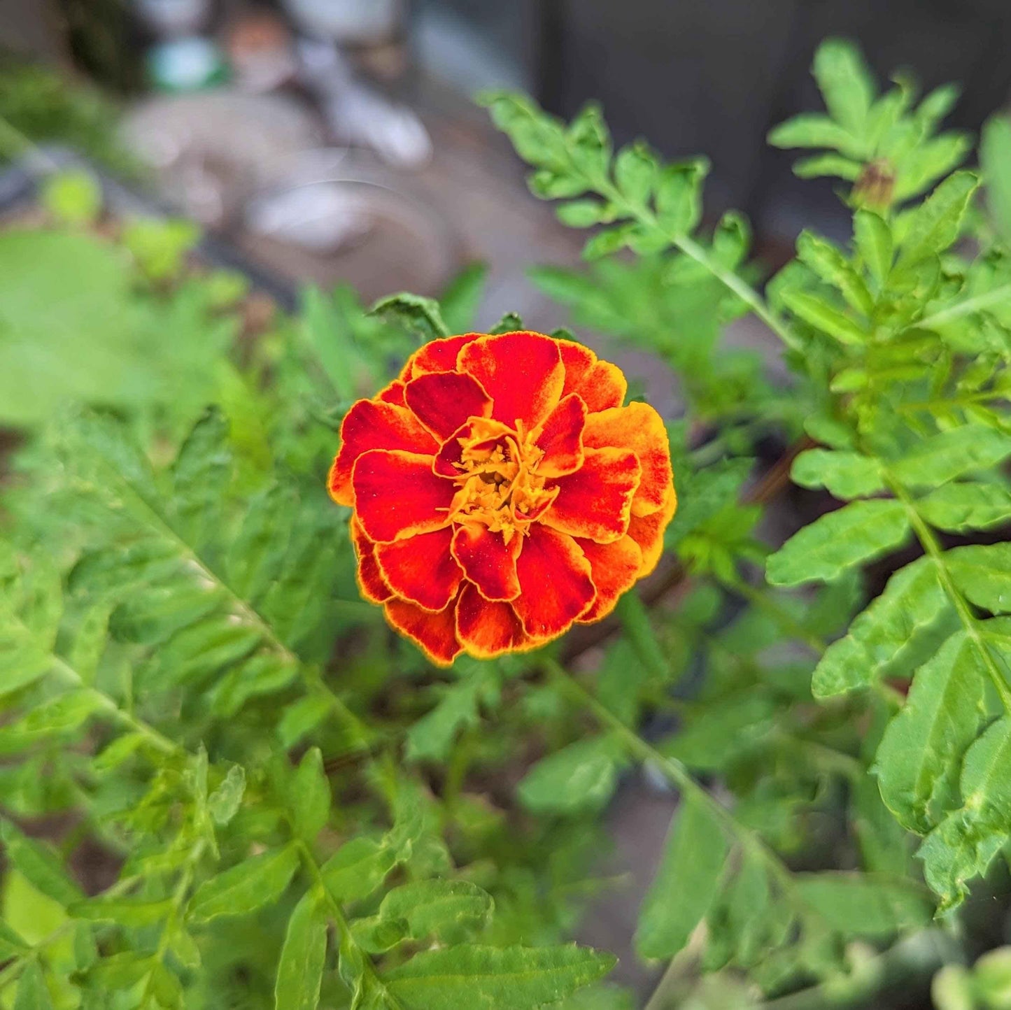 Petite marigold flower with red petals and yellow edges on green foliage