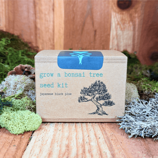 Grow a bonsai tree seed kit box with Japanese black pine illustration
