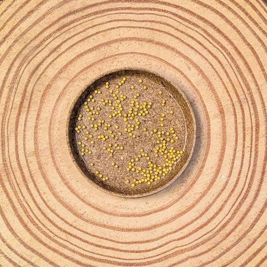 Close-up of small yellow seeds on dark soil