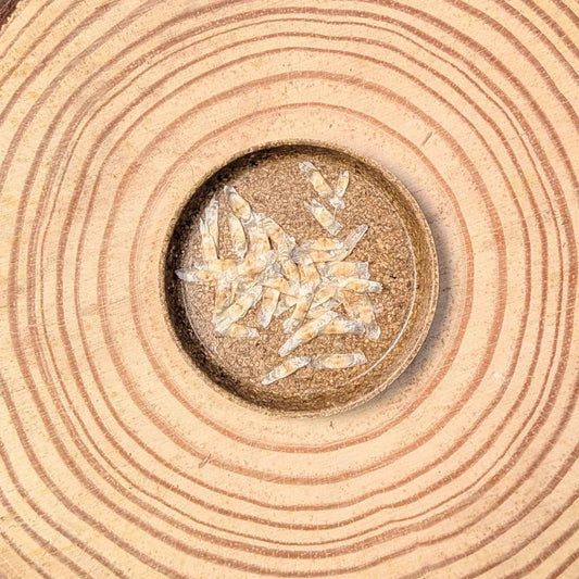 Radermachera sinica seeds scattered on kraft paper, 20 seeds